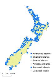 Hymenophyllum demissum distribution map based on databased records at AK, CHR, OTA and WELT. 
 Image: K. Boardman © Landcare Research 2016 CC BY 3.0 NZ
